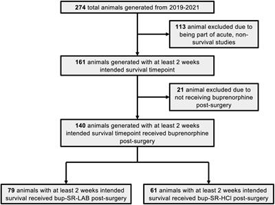 Increased incidence of weight-loss-associated humane endpoints in rats administered buprenorphine slow-release LAB formulation following traumatic brain injury: a retrospective study